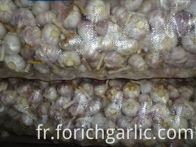 Garlic Good Quality